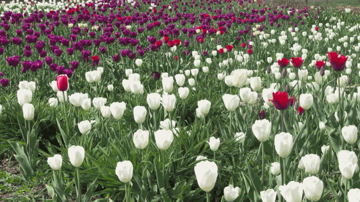Your leftover spring flowering bulbs may be planted now