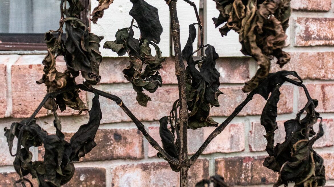 Florida cold snaps don’t bother Darwinian Gardener Florida cold snaps don't bother Darwinian Gardener