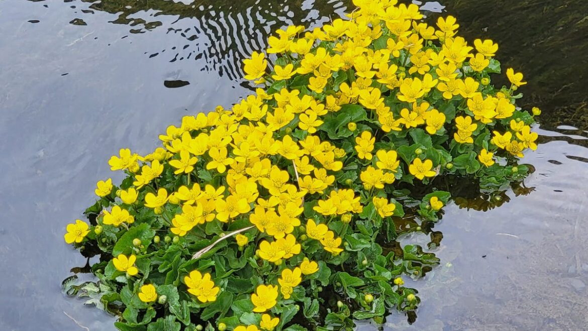 Hoping for a marigold miracle Hoping for a marigold miracle