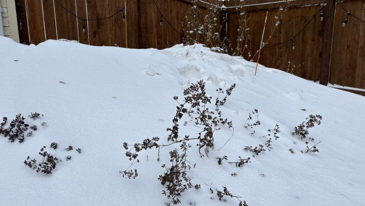 Dakota Gardener: Winter insulation