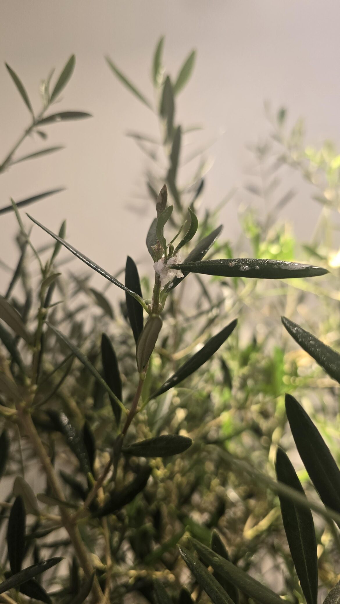 How hard is this stuff to get rid of from my olive tree?