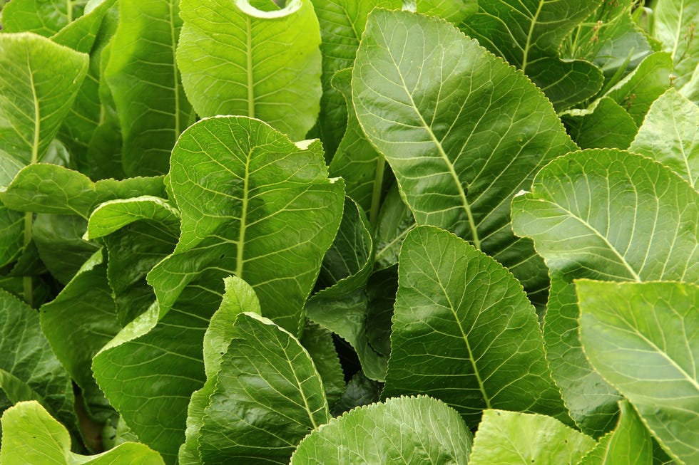 best places to buy seeds online