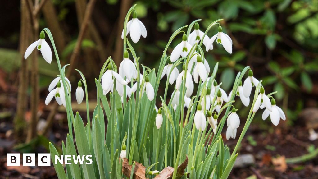 ‘Truly exceptional’ snowdrop season expected at The Garden House 'Truly exceptional' snowdrop season expected at The Garden House