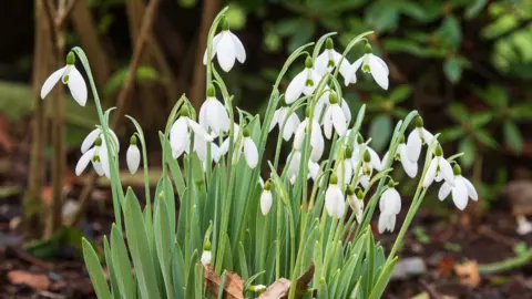 John Richmond A clump of snowdrops, variety Galanthus elwesii, in bloom. The flower heads are delicate and made of three white petals while their centre is white and green.