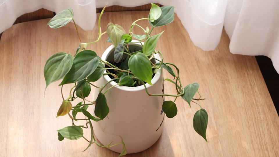 Indoor plant collection Heart leaf philodendron