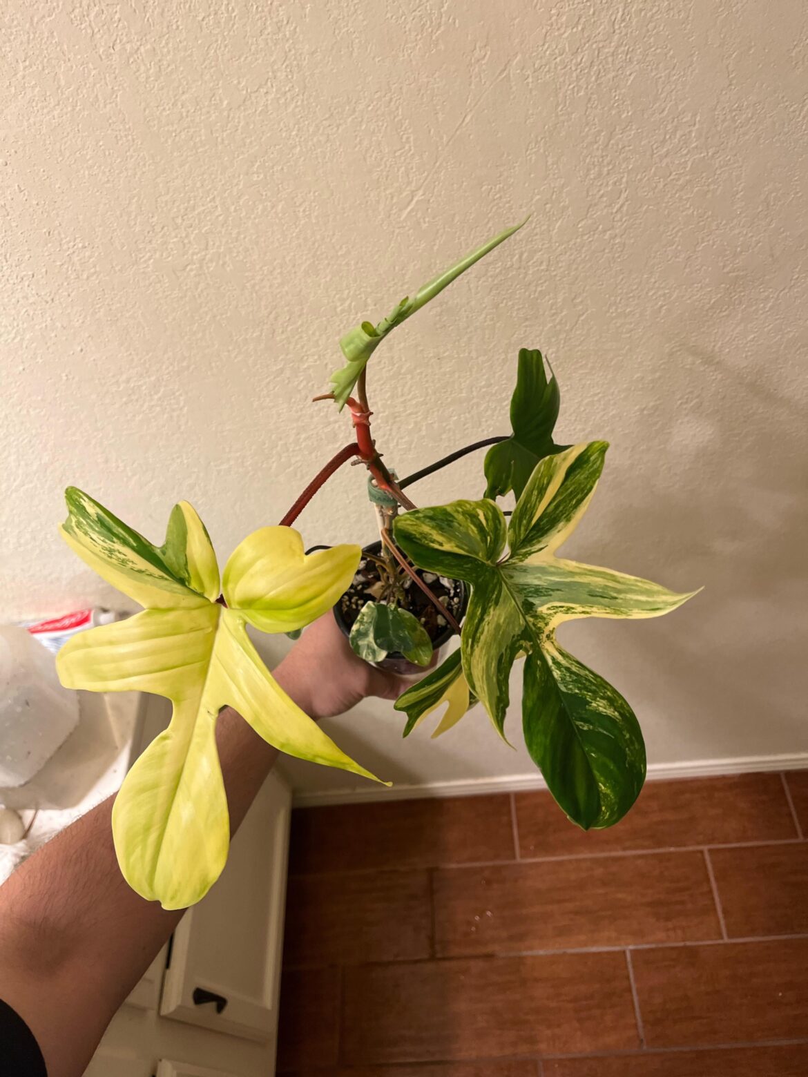 Florida beauty being a beauty 👀