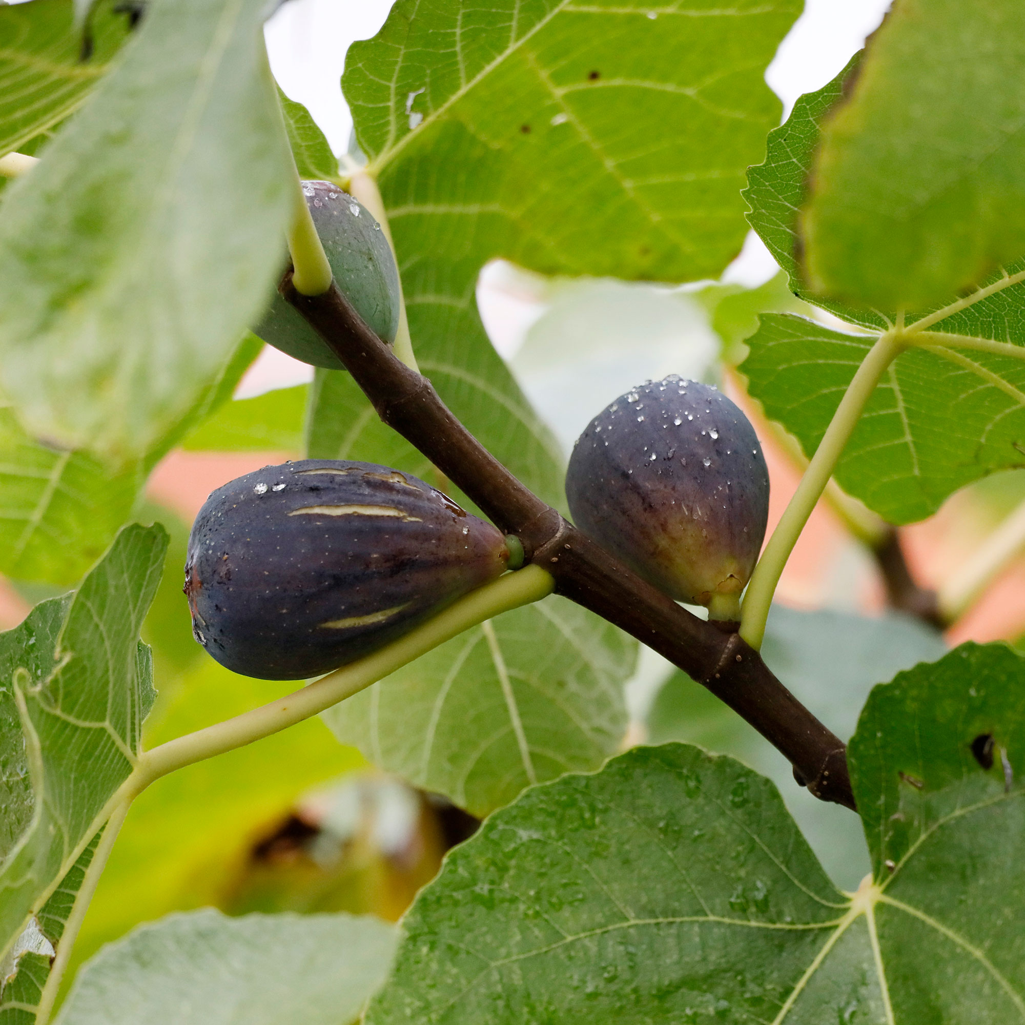 Fig trees