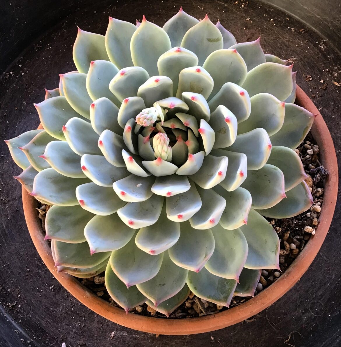 Echeveria ID