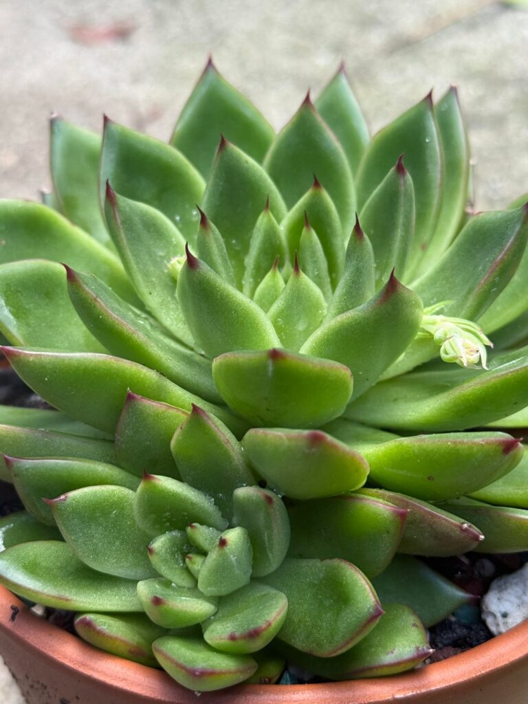 Some of my plants have decided to initiate blooms in the middle of the winter