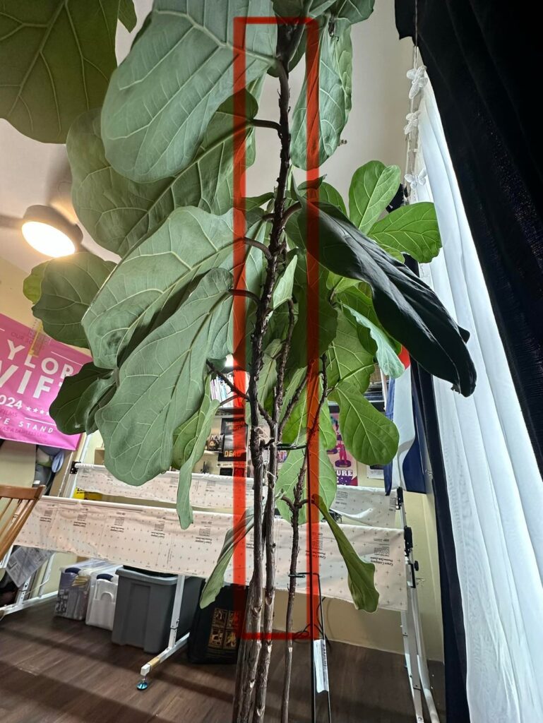 Need advice on trimming fiddle leaf