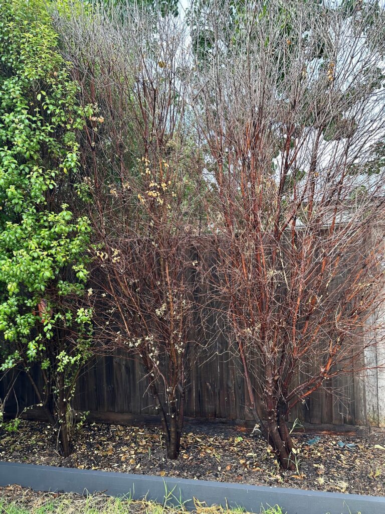 Dead hedge - can it be revived?