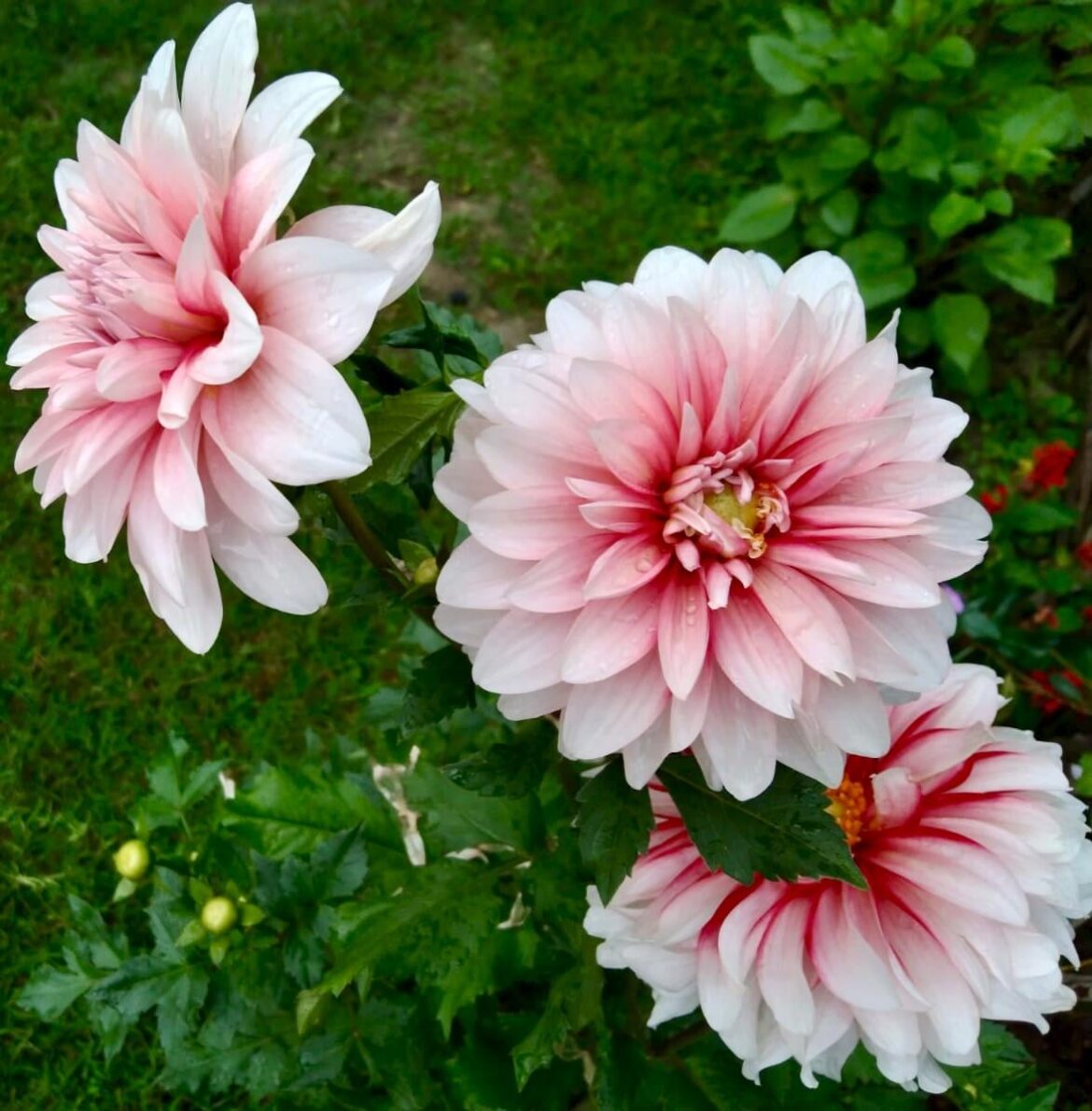 From Aunt's garden