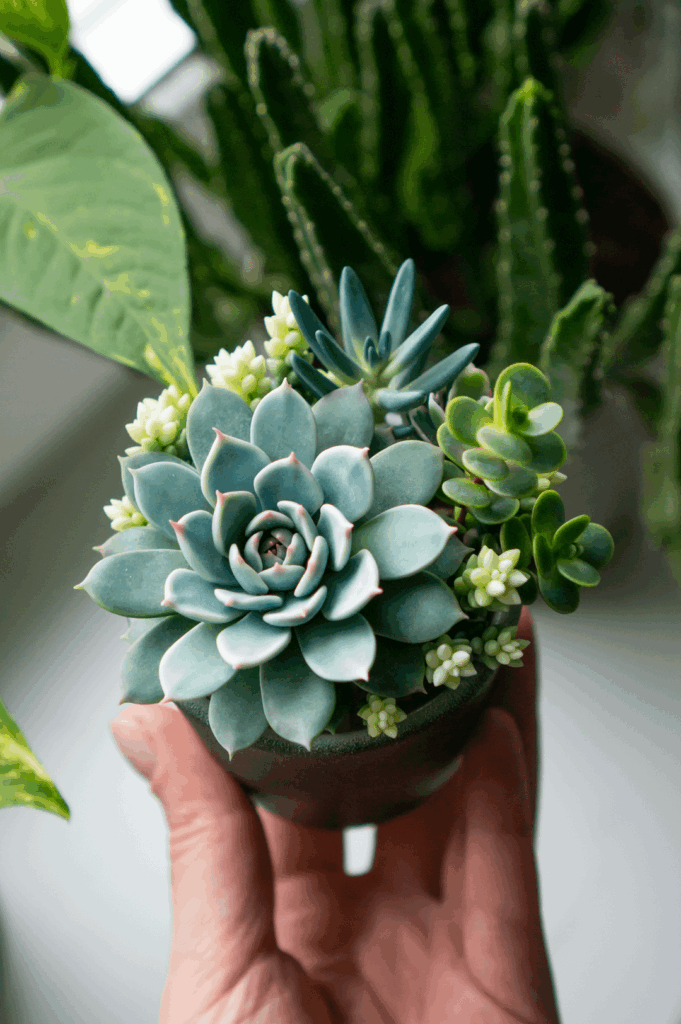 My handcrafted polymer clay succulents! My handcrafted polymer clay succulents!