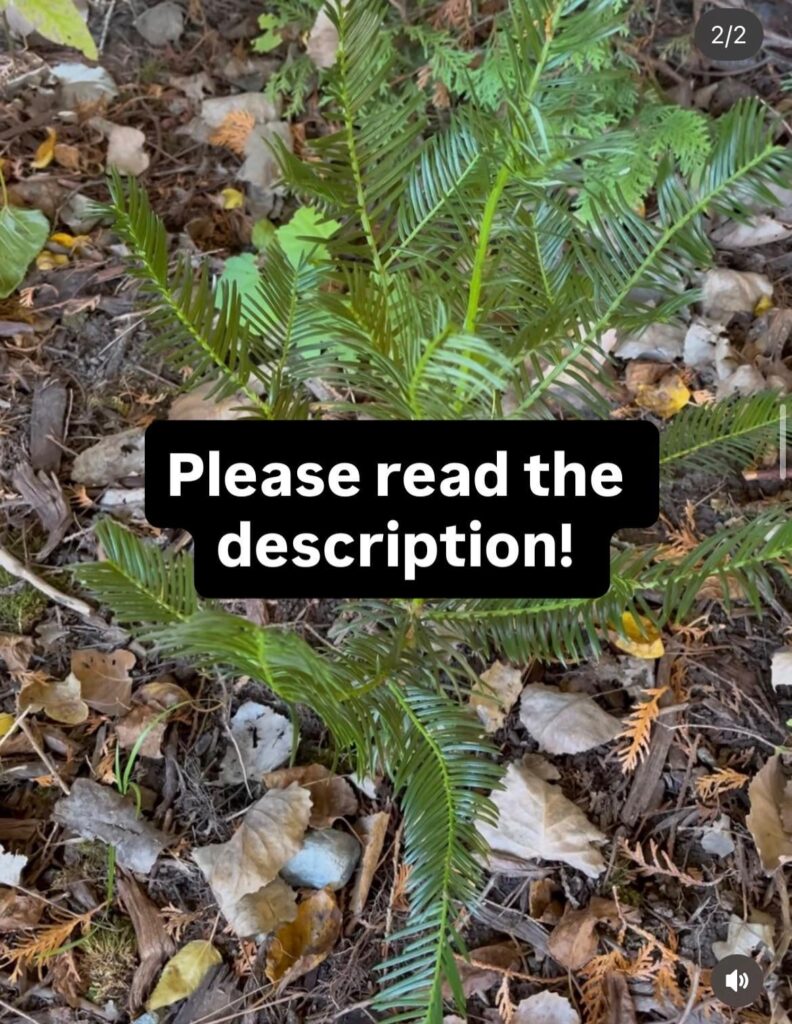 Cephalotaxus is a cool genus and many species need help!