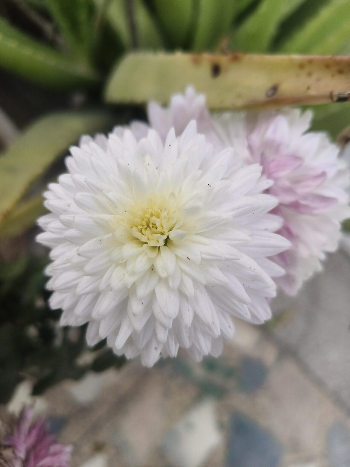 White & Pink Pom-Pom Mums in Full Glory