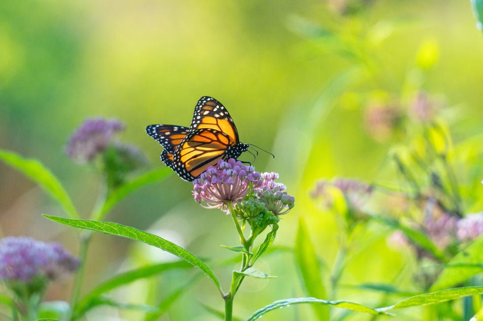 best places to buy seeds online