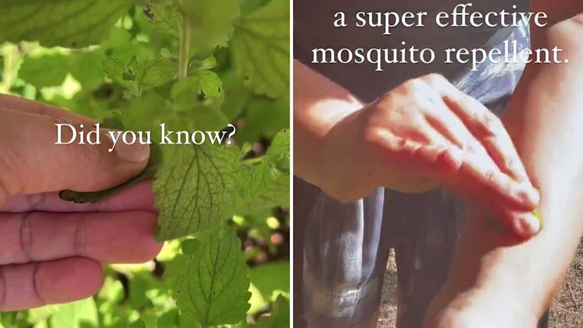 Gardener reveals the unexpected houseplant that will fight off mosquitoes: ‘Works every time’ Gardener reveals the unexpected houseplant that will fight off mosquitoes: 'Works every time'