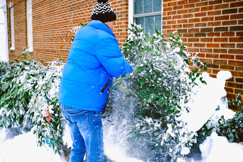 Man Removes Snow From Shrubs Damaged During Winter Storm should you knock snow and ice off plants.jpg