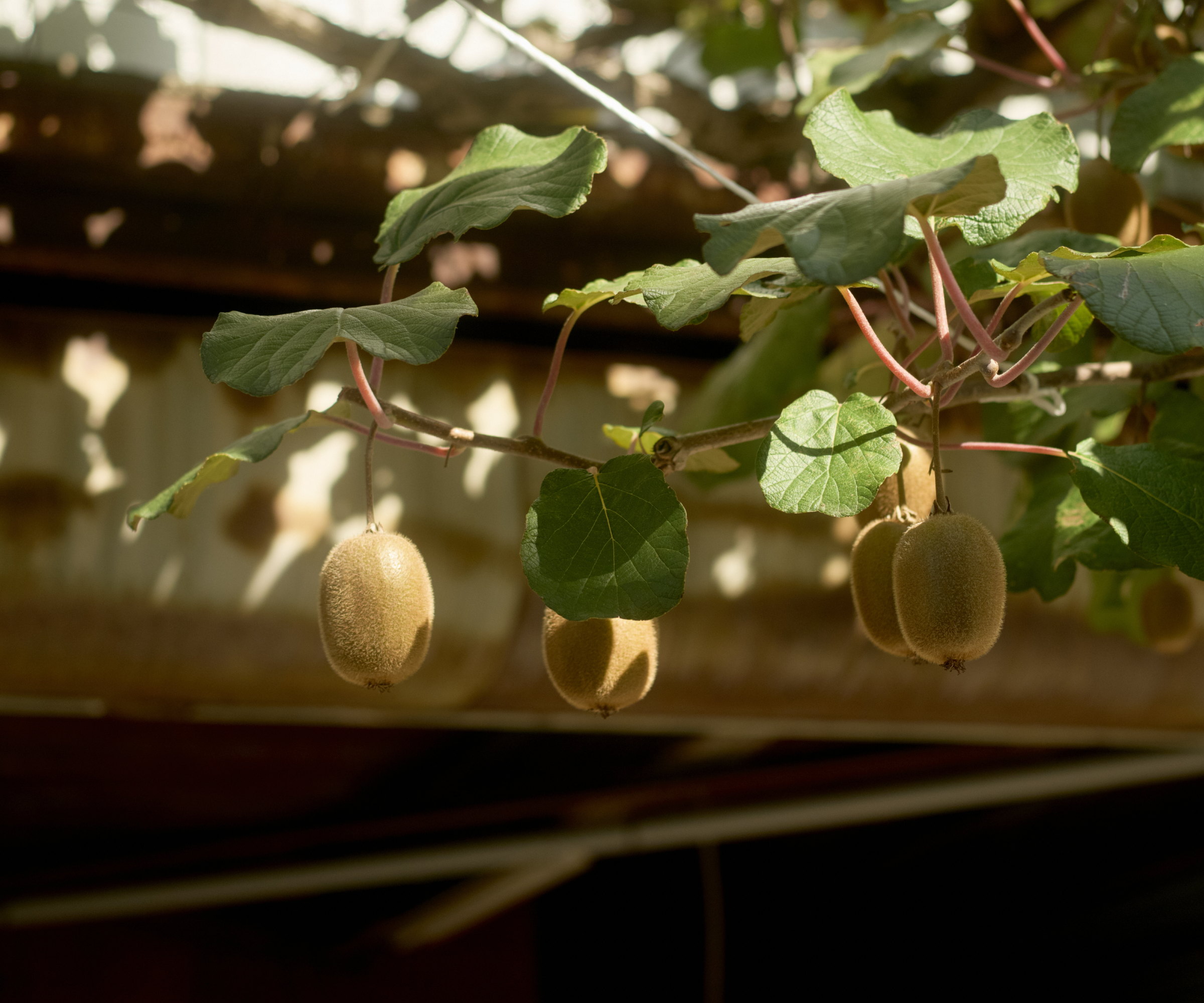 Kiwi fruits hanging on a vine growing in the sunshine