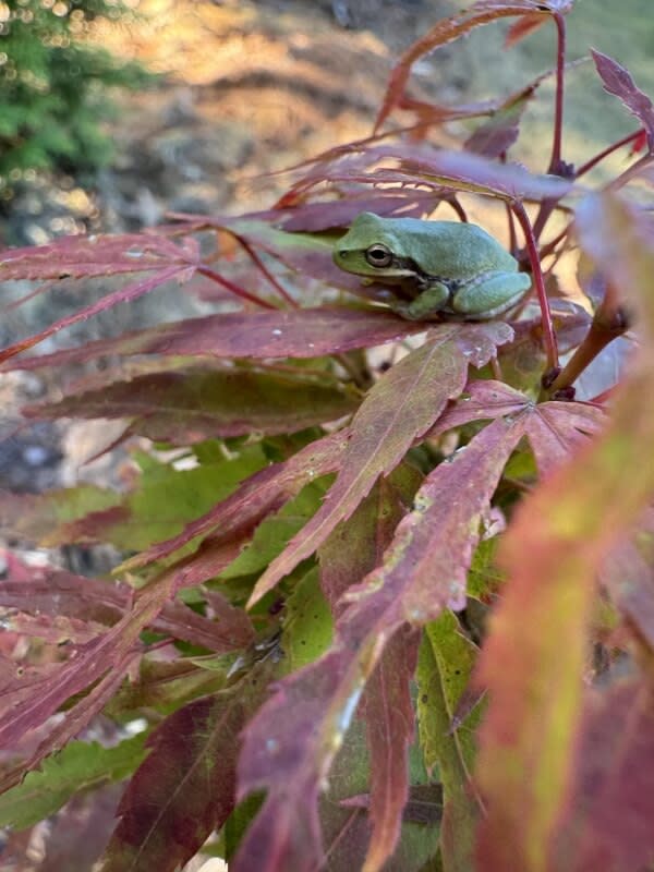 The original text is correct and doesn't require any revisions.