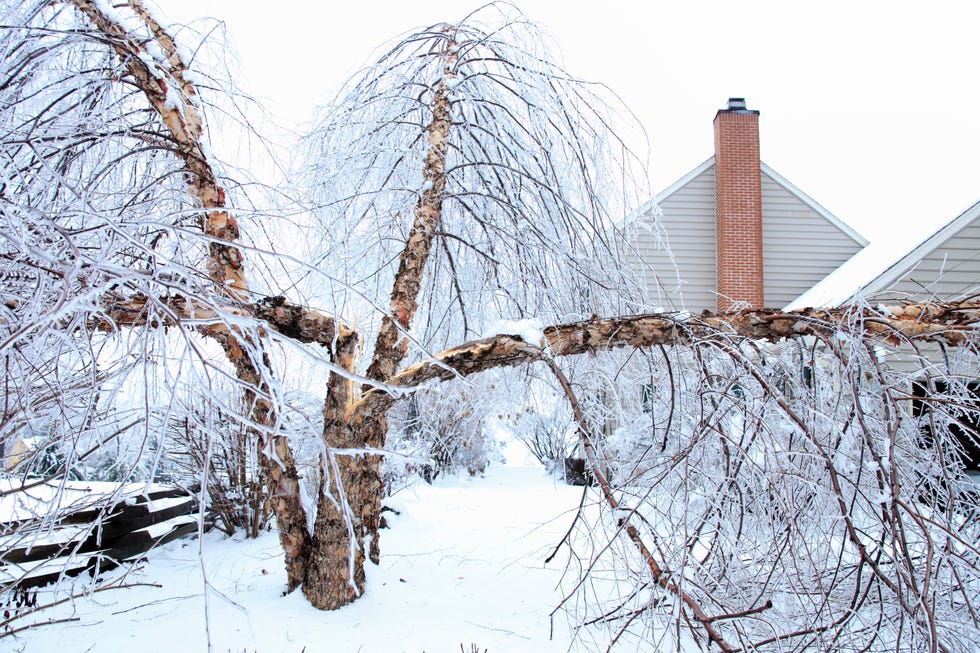 Fallen birch tree after ice storm should you knock snow and ice off plants.jpg