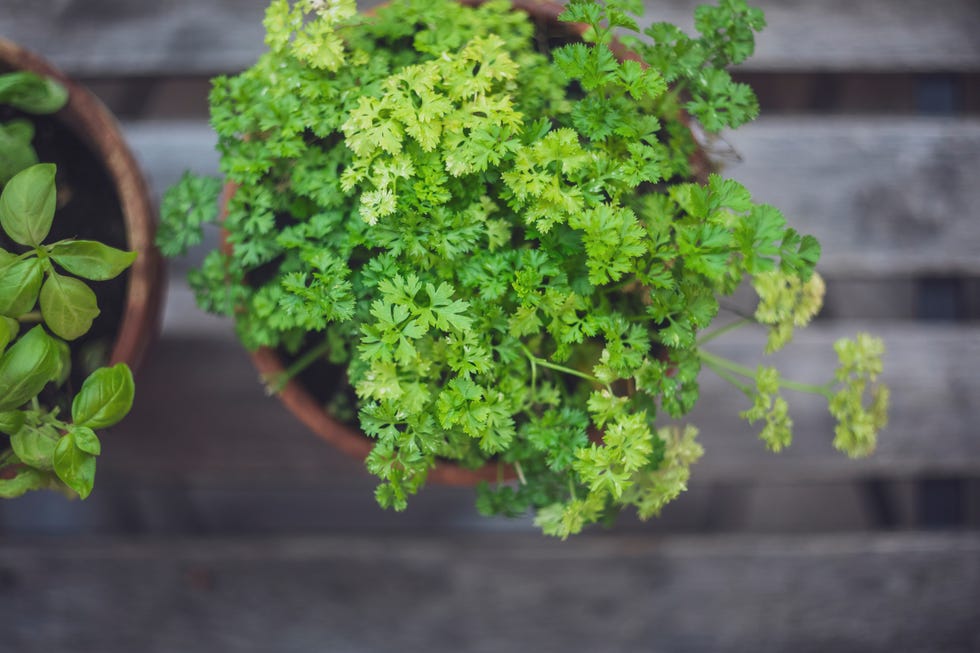 Close-up of potted parsley and basil Close-up of potted parsley and basil