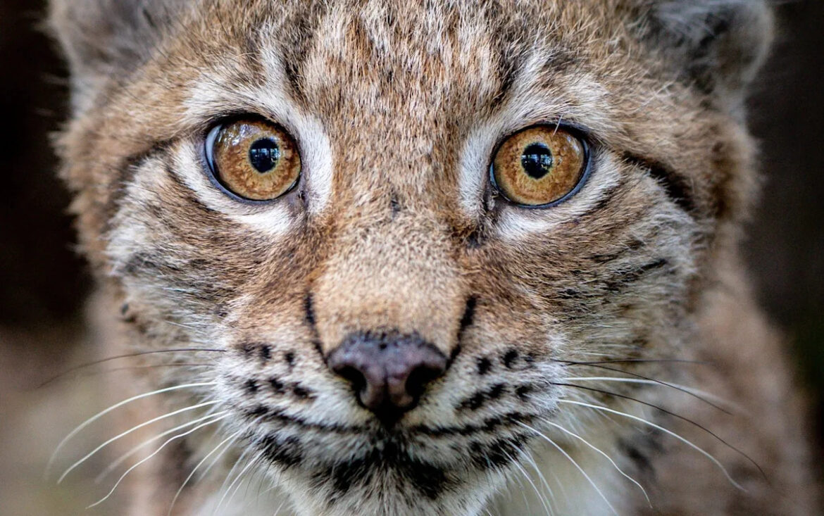 Lynx effect! Gardeners can spray trees with predator smell to deter deer Yahoo news home