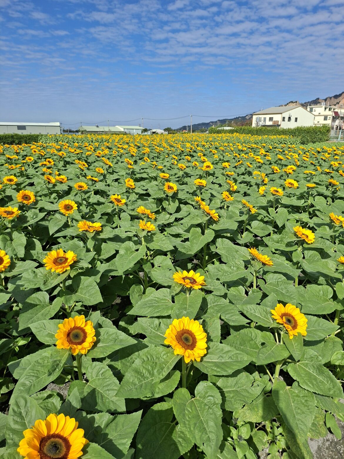 Sunflowers 🌻🌻🌻