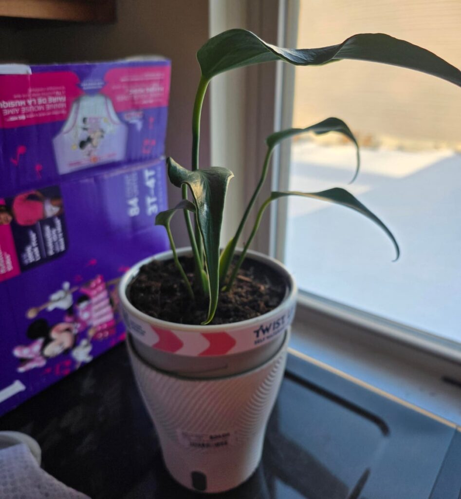 I bought this from Walmart last night. Its a monstera burle marx flame, are these bugs?