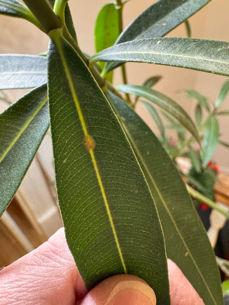 Weird flat growths on leaves