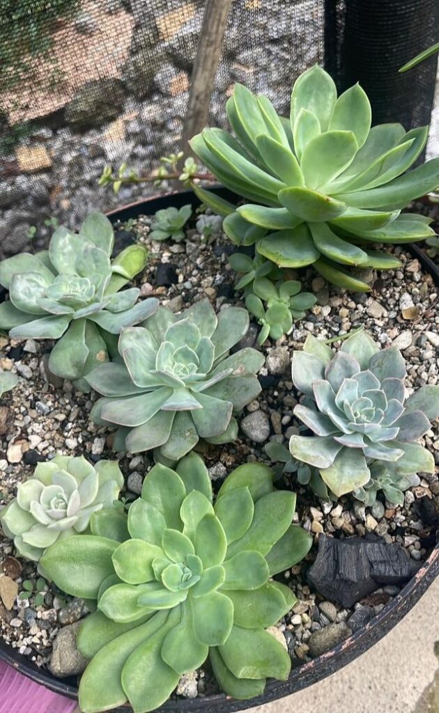 succulent pot 🌵💚 succulent pot 🌵💚