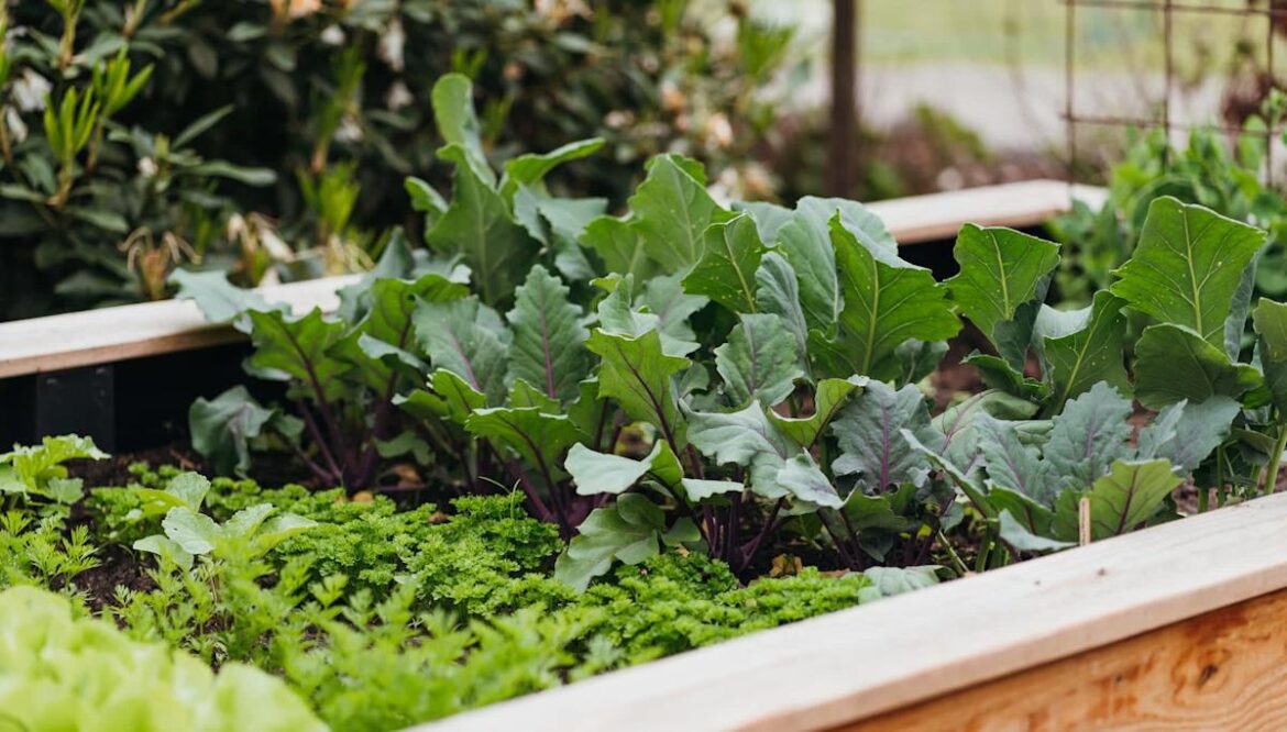Gardener demonstrates brilliant hack using old cardboard boxes: 'It'll pay off'