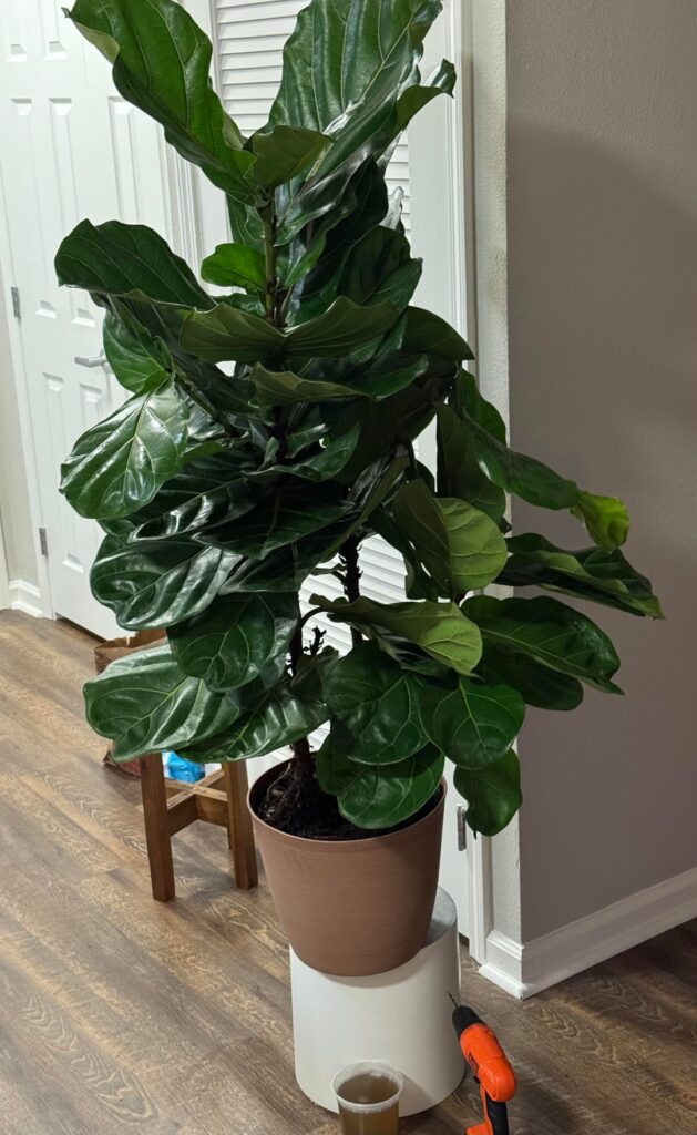 Picked this up from FB marketplace, should I repot or just drill more holes in the pot? Picked this up from FB marketplace, should I repot or just drill more holes in the pot?