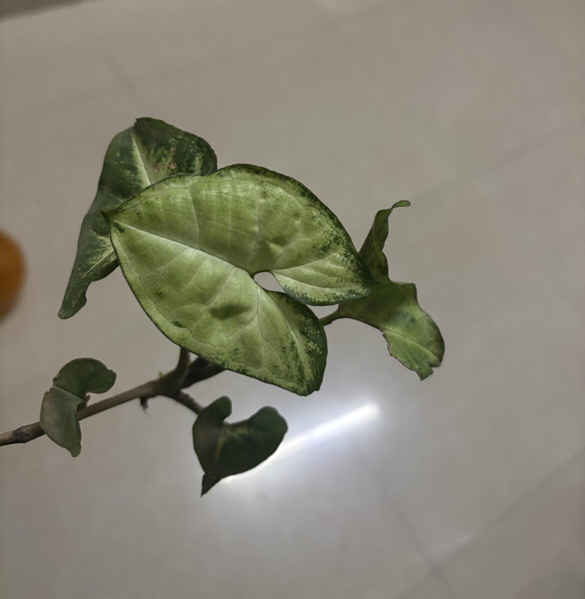 How do I propagate this?