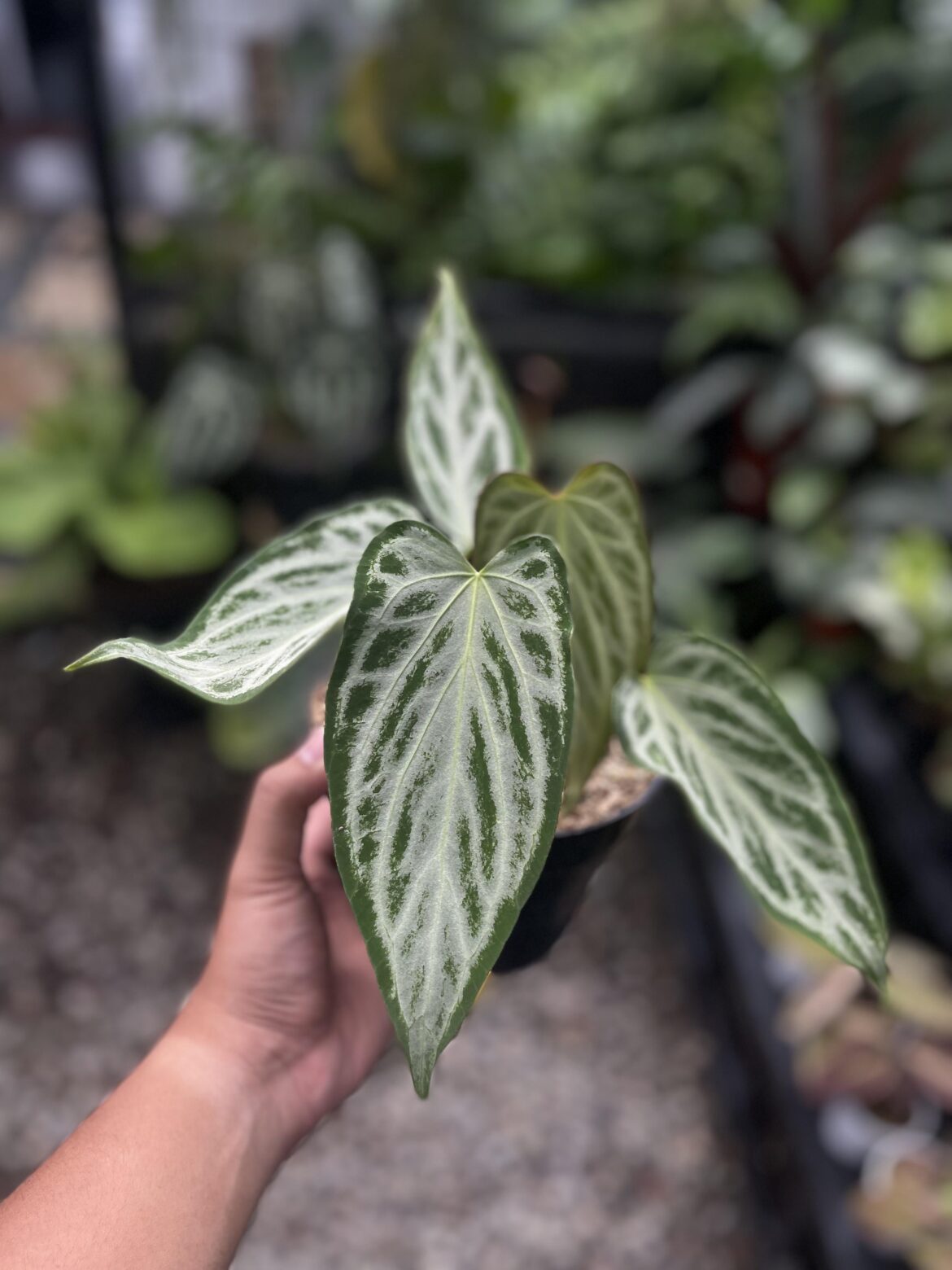 Anthurium😍😍😍