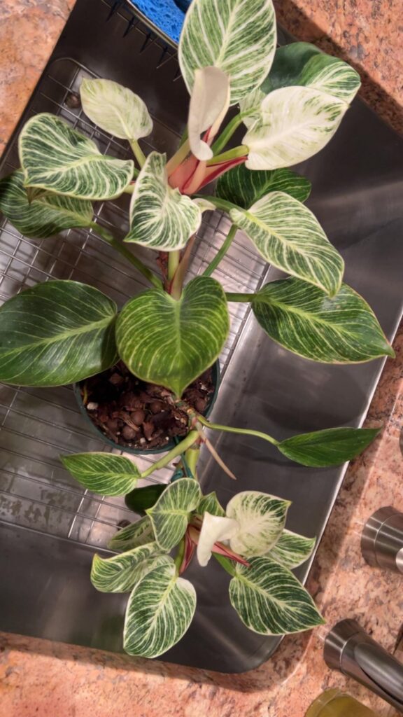 Does my Birkin need a repot?