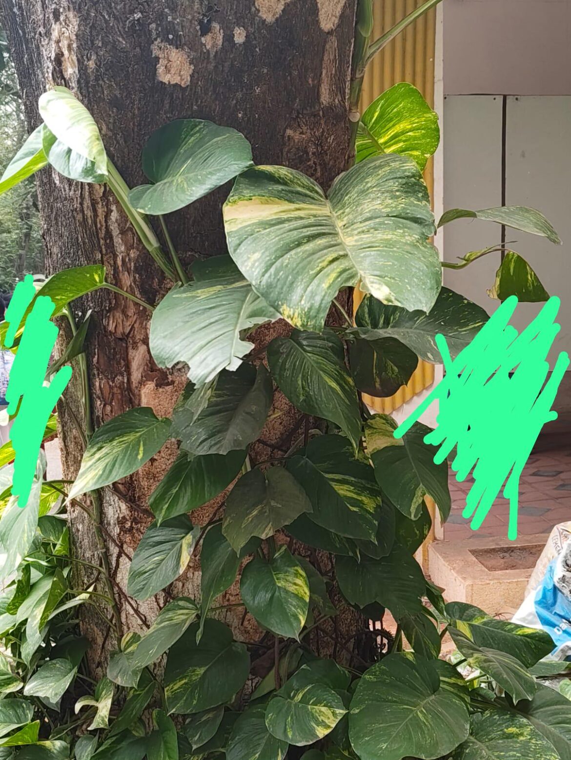 are these pothos???