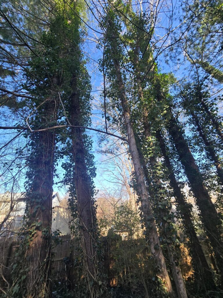 Need advice on how to manage Ivy on my trees