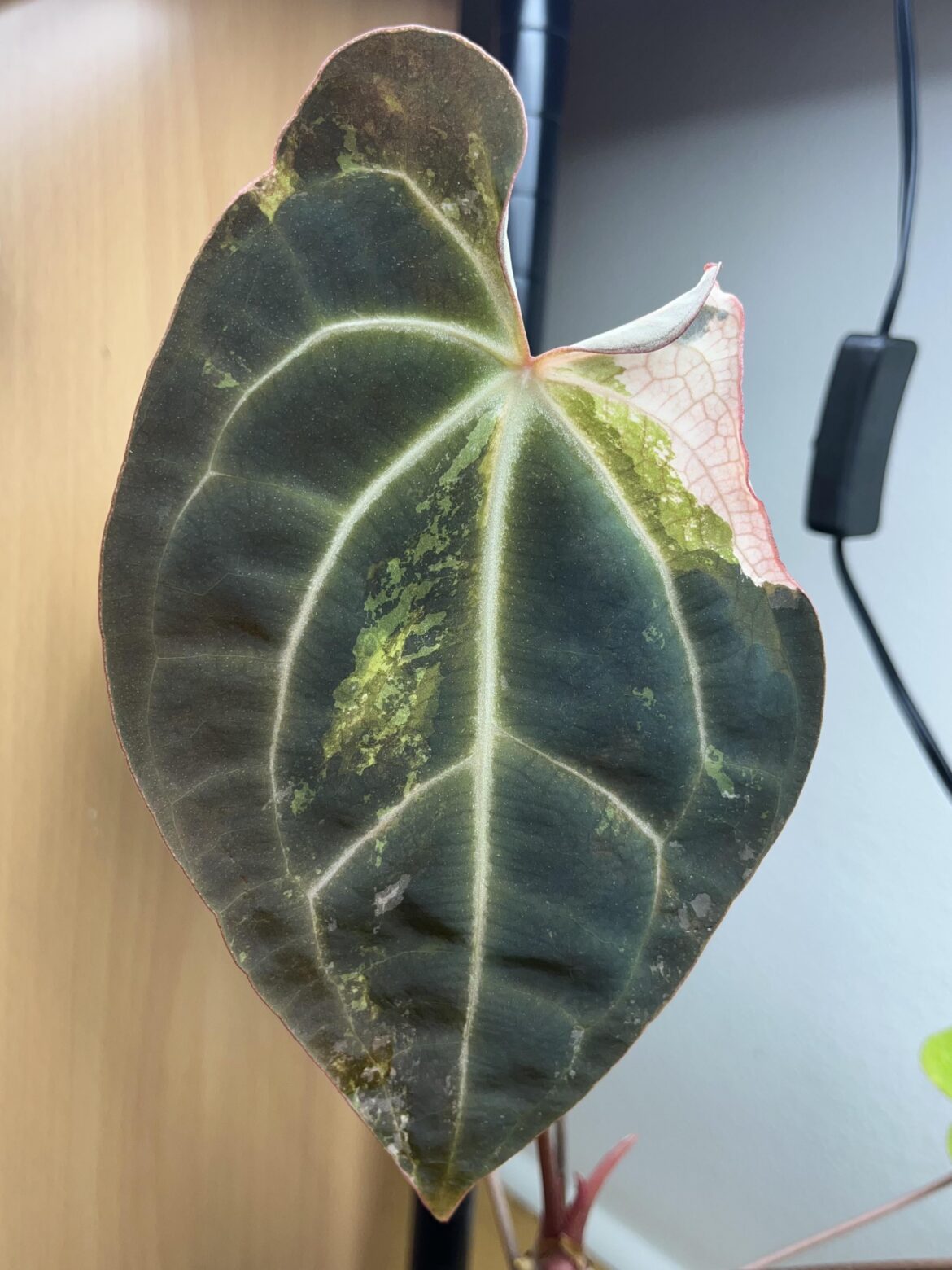 Judgmental eyebrow on this guy