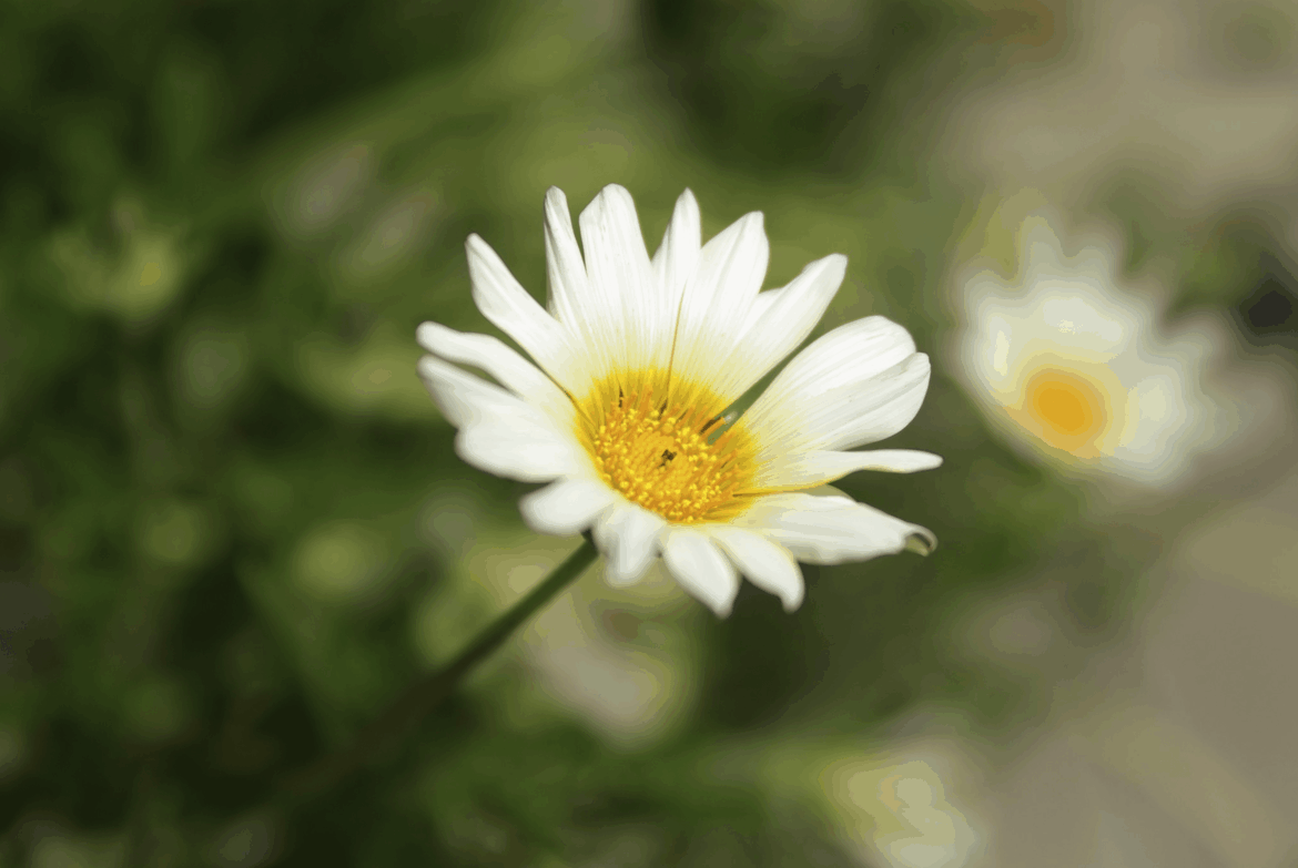 Daisy