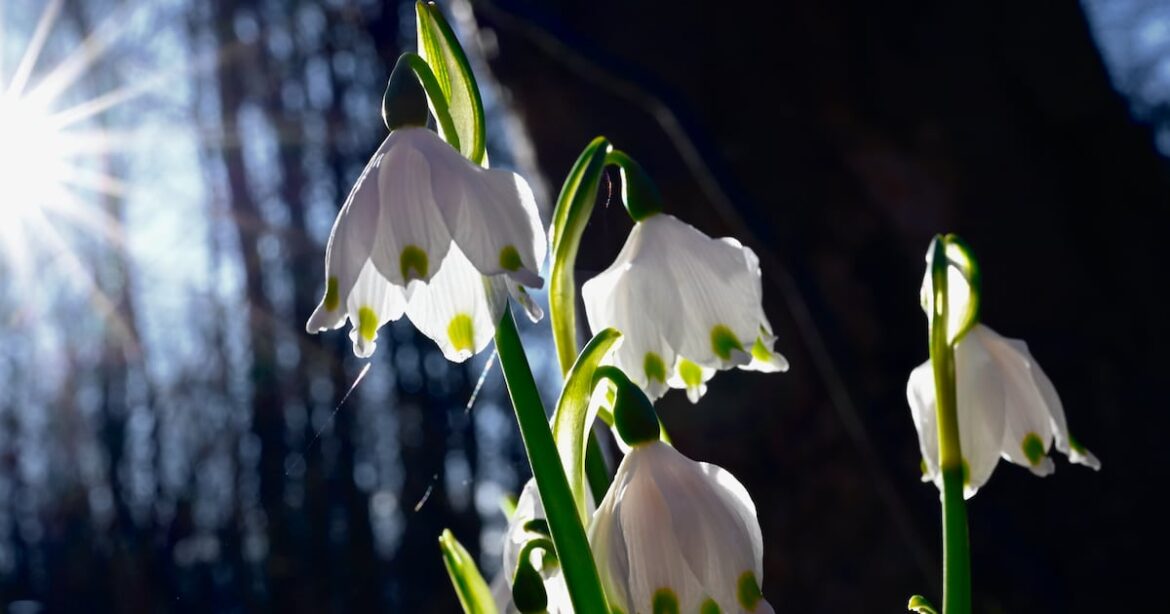 Gardeners are close observers of nature’s clock and the havoc wreaked by climate change – The Irish Times