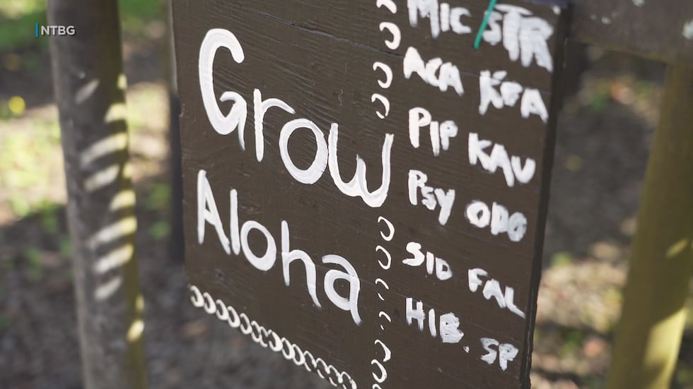 A plant adoption program started by the National Tropical Botanical Garden on Kauai helps...