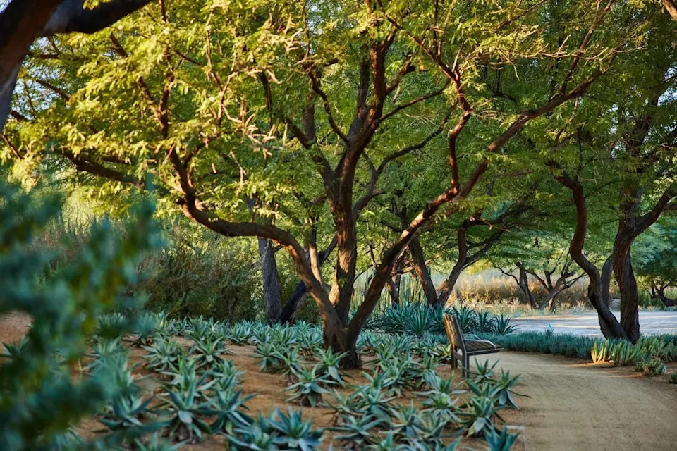 The Sunnylands Center & Gardens is a special place with over a mile of walking paths.
