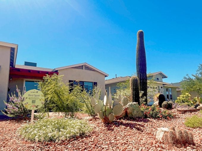 Az Xeriscape, garden for birds
