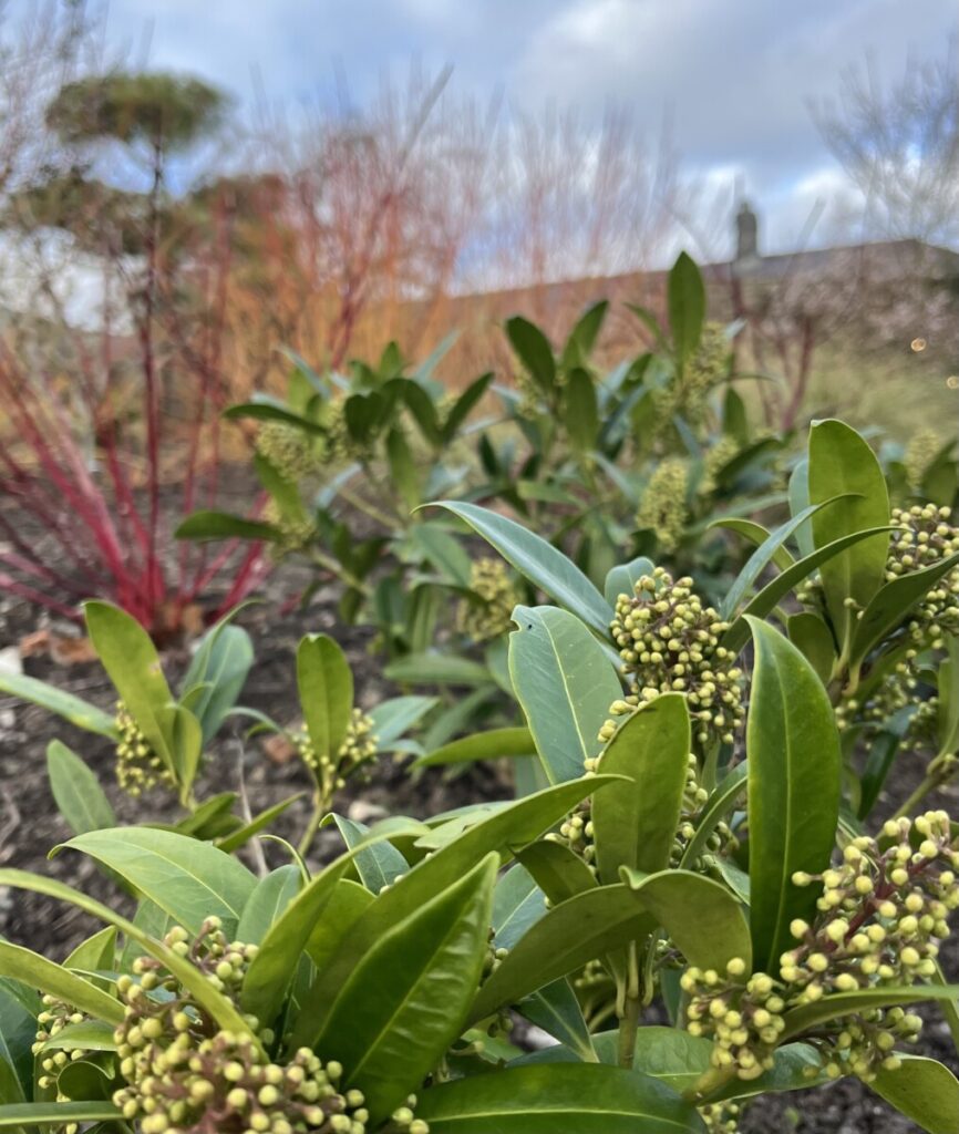 Aberglasney new Winter Garden