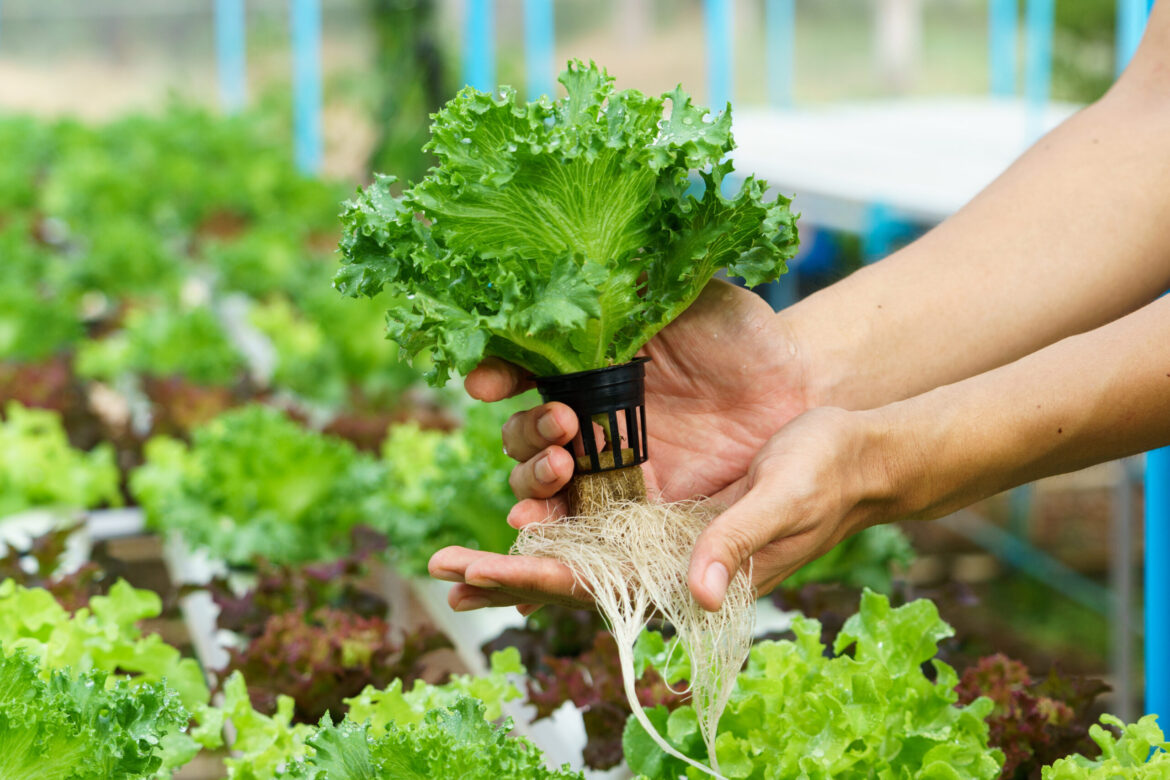 Hydroponic Gardening Workshop coming to Centennial Park Hydroponic Gardening Workshop coming to Centennial Park