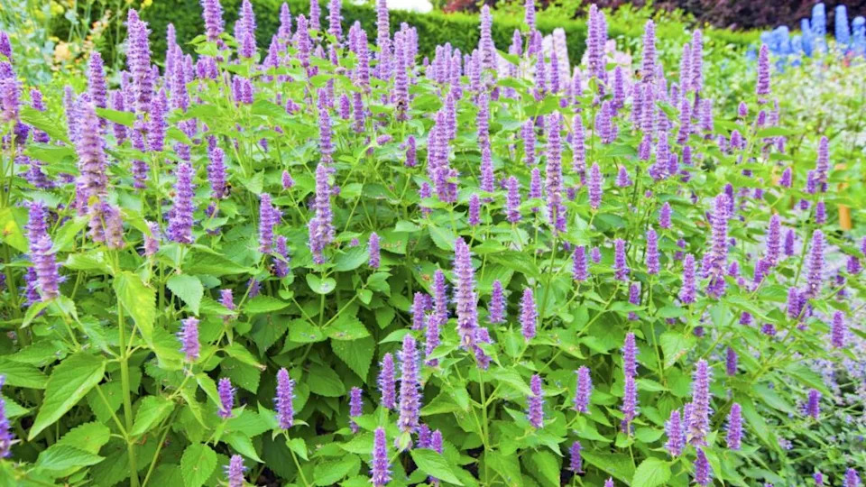 Blue tall flowers in a herbaceous border.