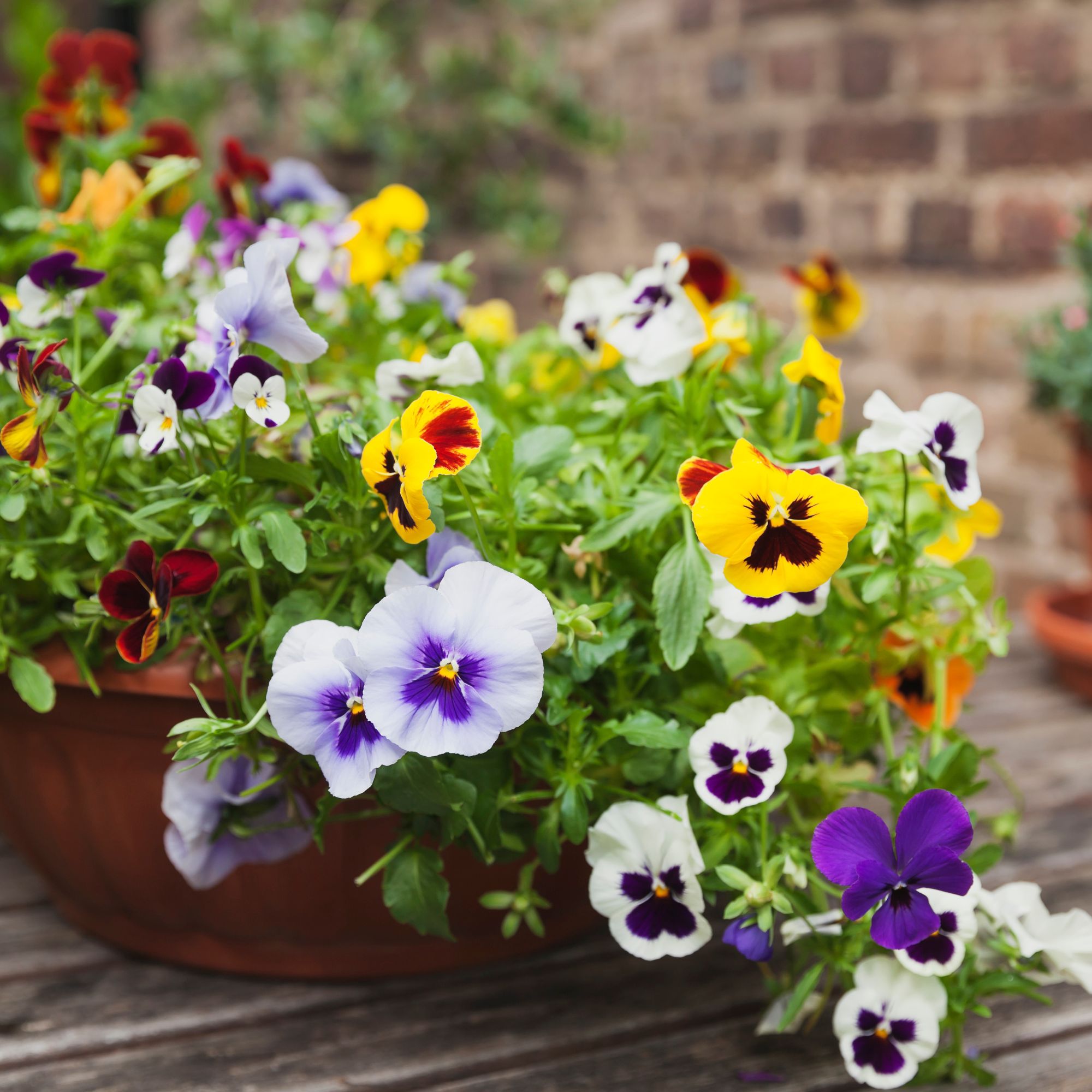 autumn planter with pansies and violas