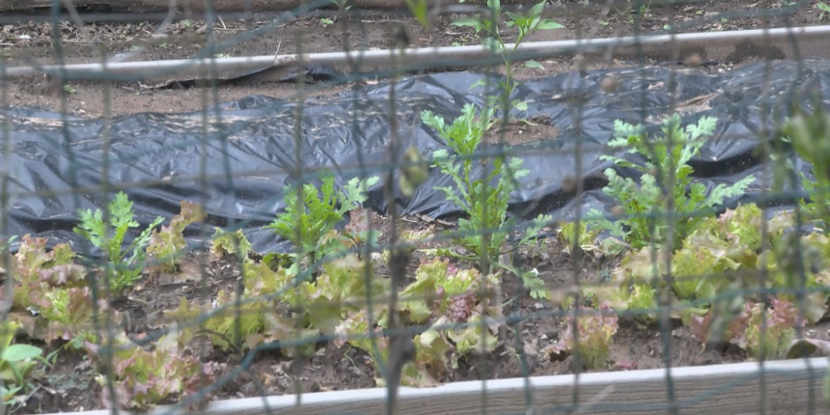 Applications for Charlottesville’s public gardening plots are open