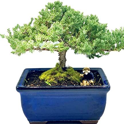 Live Dwarf Juniper Bonsai Tree 7 Year Old | Juniper or Jade Bonsai Tree | Indoor/outdoor | 100% Handcrafted| Home and Office D&eacute;cor | Best Gift for Holiday
